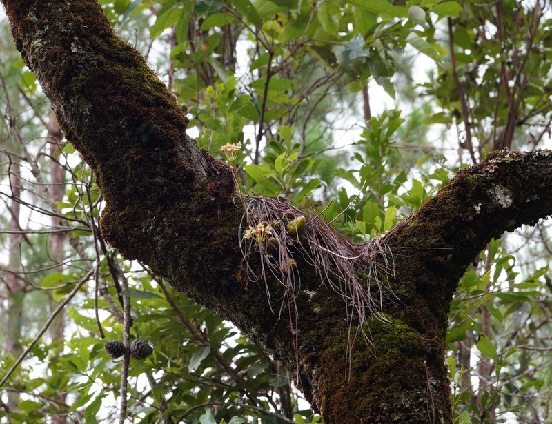 Bulbophyllum umbellatum photo 7