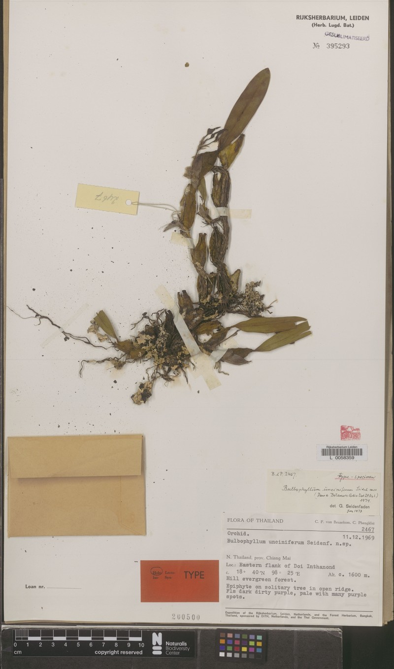 Bulbophyllum unciniferum