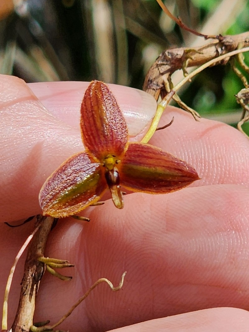 Bulbophyllum undatilabre