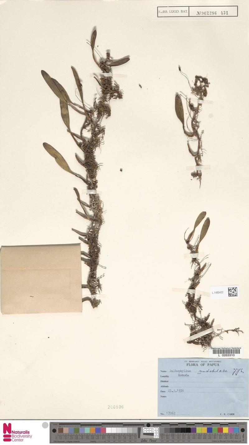 Bulbophyllum undatilabre photo 2