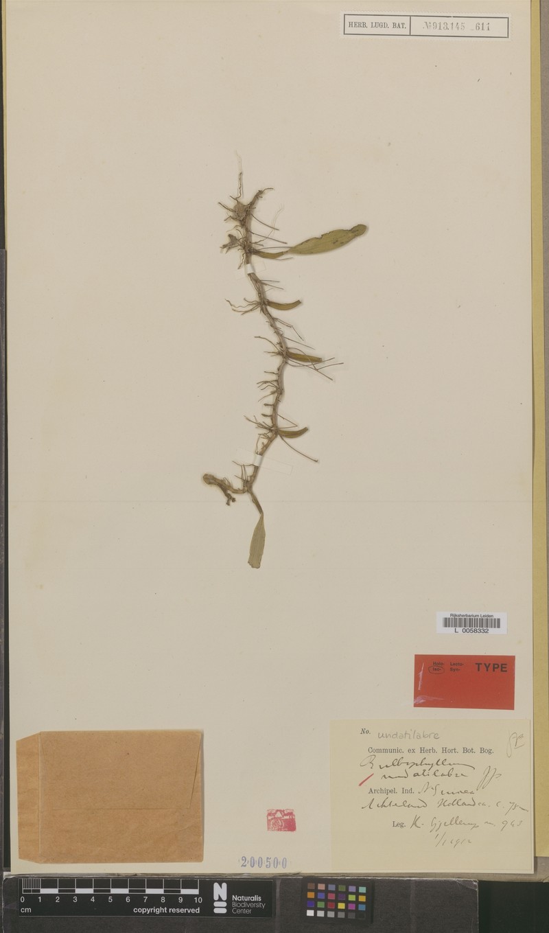 Bulbophyllum undatilabre photo 3