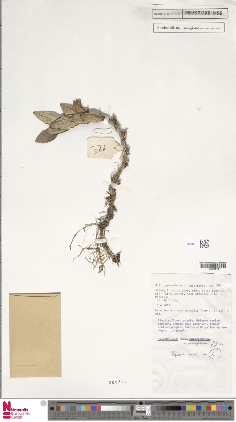 Bulbophyllum undecifilum
