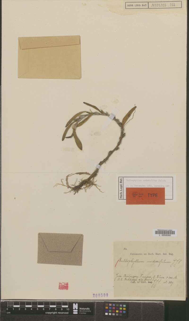 Bulbophyllum undecifilum photo 2