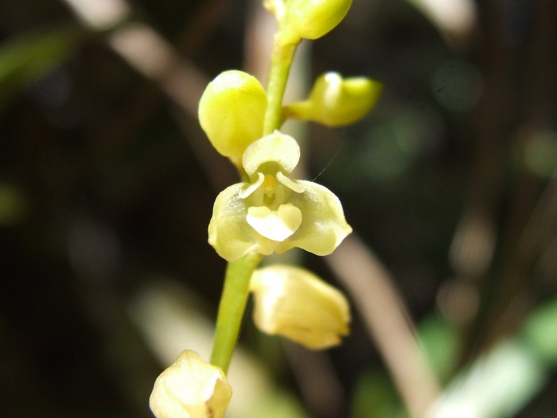 Bulbophyllum unguiculatum