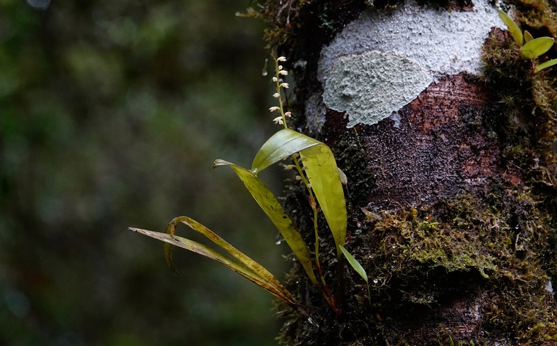 Bulbophyllum unguiculatum photo 2