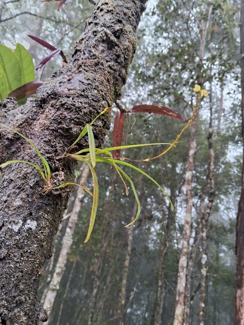 Bulbophyllum unguiculatum photo 3