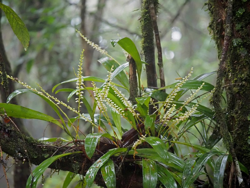 Bulbophyllum unguiculatum photo 4