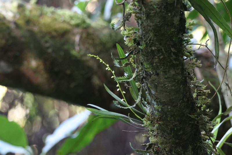Bulbophyllum unguiculatum photo 5