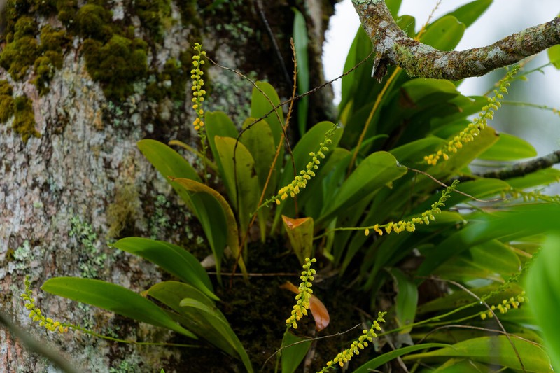 Bulbophyllum unguiculatum photo 6