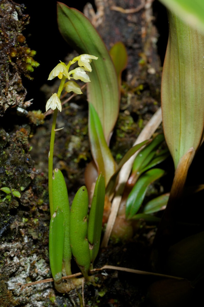 Bulbophyllum unguiculatum photo 7