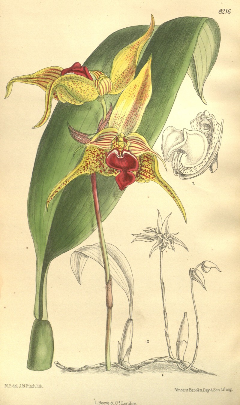 Bulbophyllum uniflorum