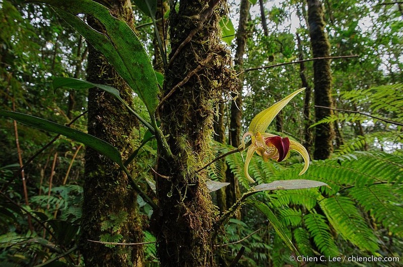 Bulbophyllum uniflorum photo 2