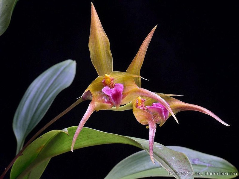 Bulbophyllum uniflorum photo 3