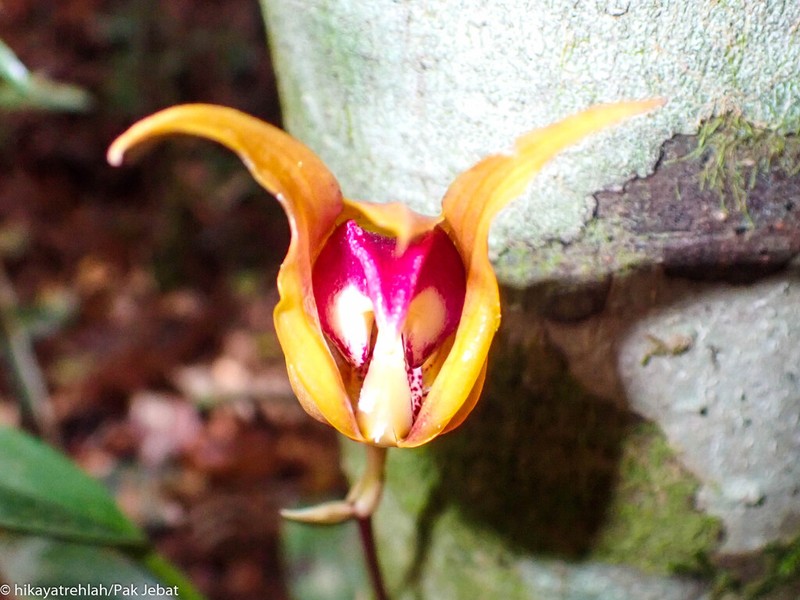 Bulbophyllum uniflorum photo 4
