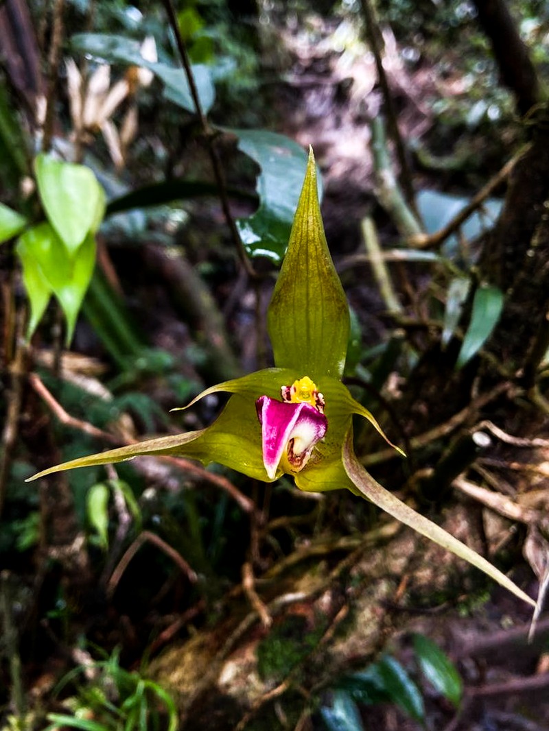 Bulbophyllum uniflorum photo 5