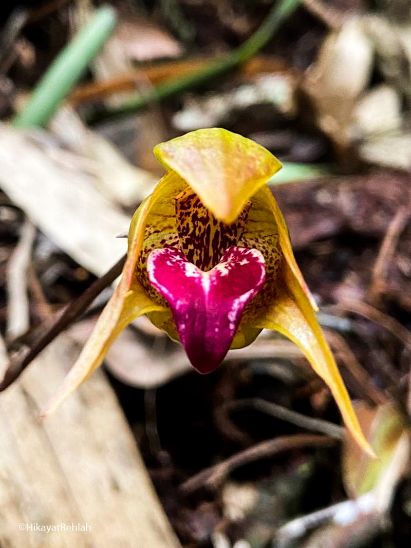 Bulbophyllum uniflorum photo 6