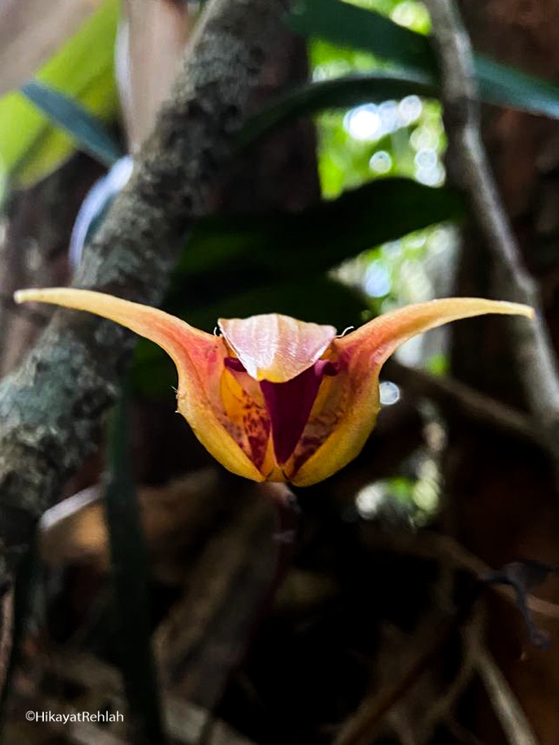 Bulbophyllum uniflorum photo 7