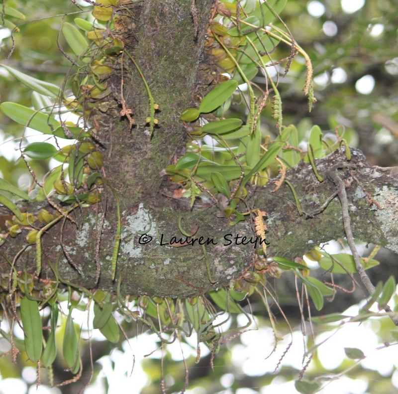 Bulbophyllum unifoliatum