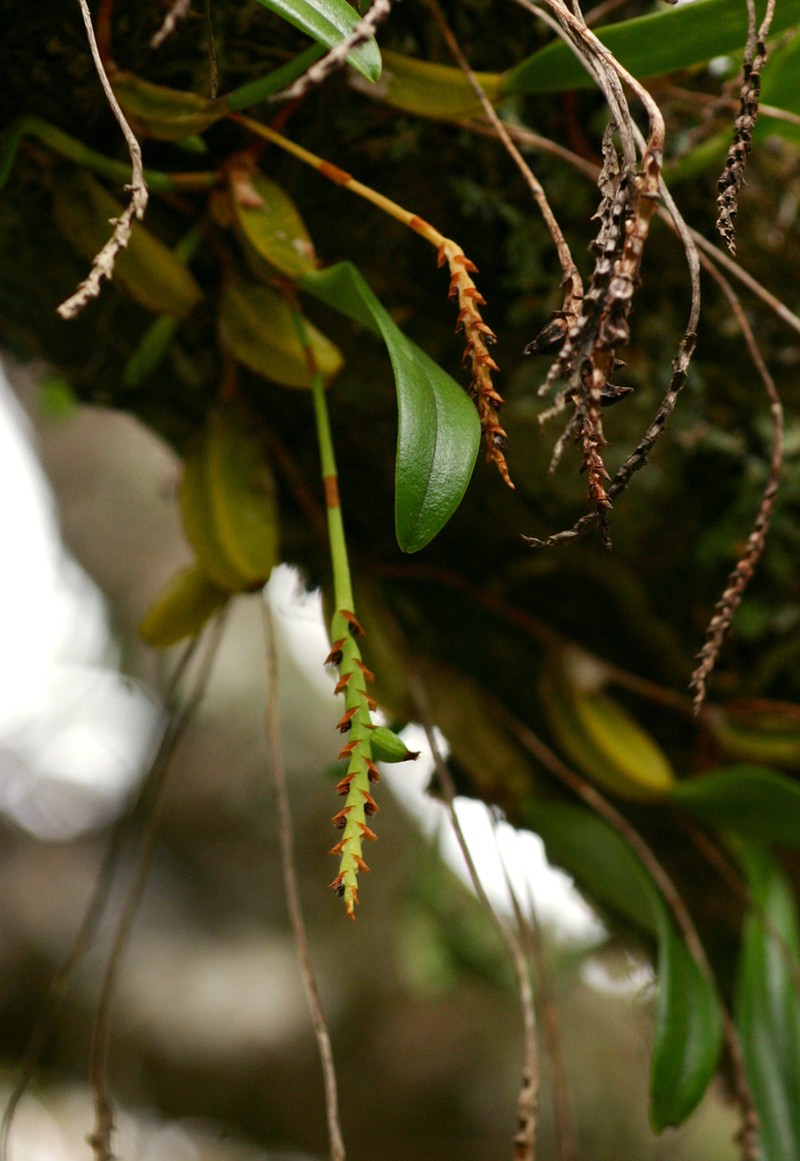 Bulbophyllum unifoliatum photo 2