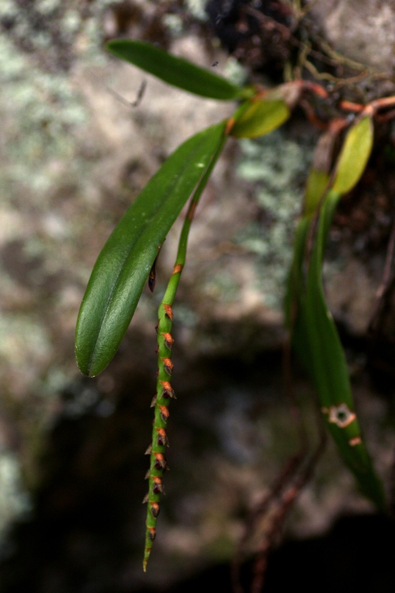 Bulbophyllum unifoliatum photo 3