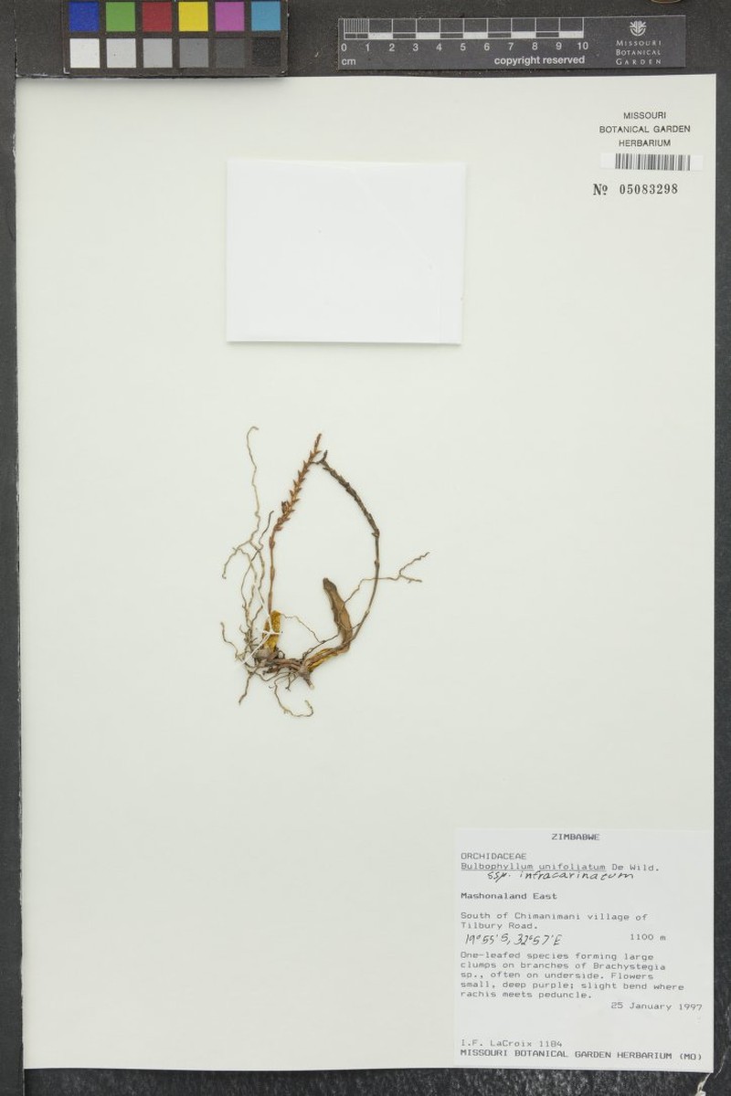 Bulbophyllum unifoliatum photo 8