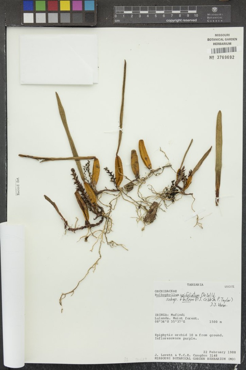 Bulbophyllum unifoliatum subsp. flectens