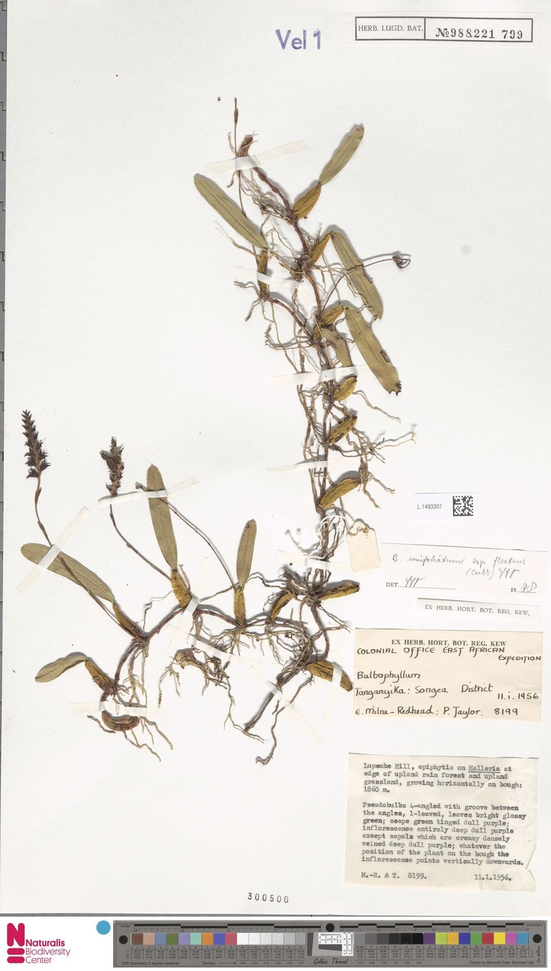 Bulbophyllum unifoliatum subsp. flectens photo 2