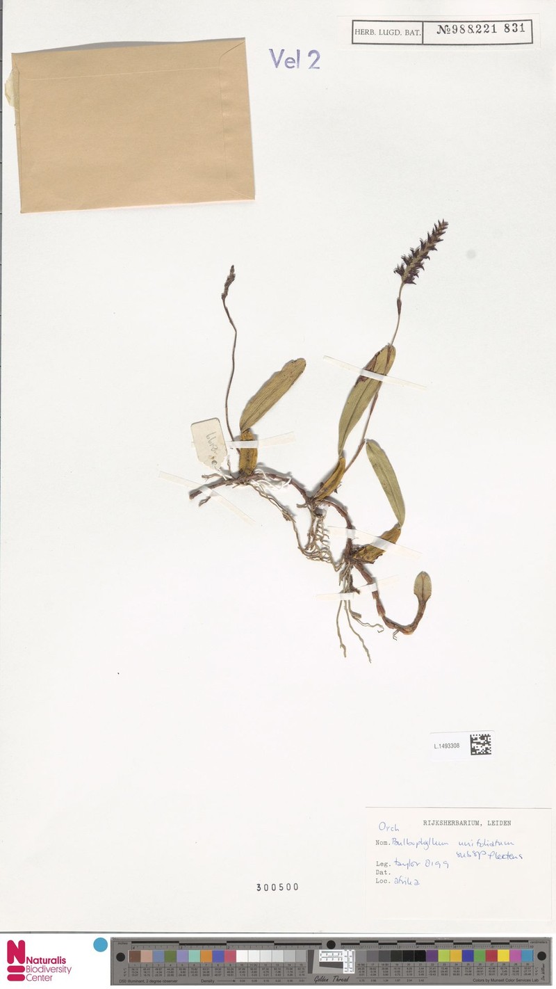 Bulbophyllum unifoliatum subsp. flectens photo 3