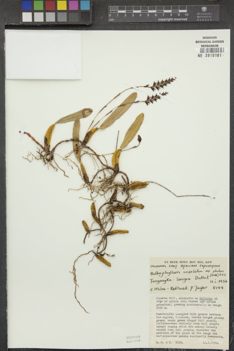 Bulbophyllum unifoliatum subsp. flectens photo 4