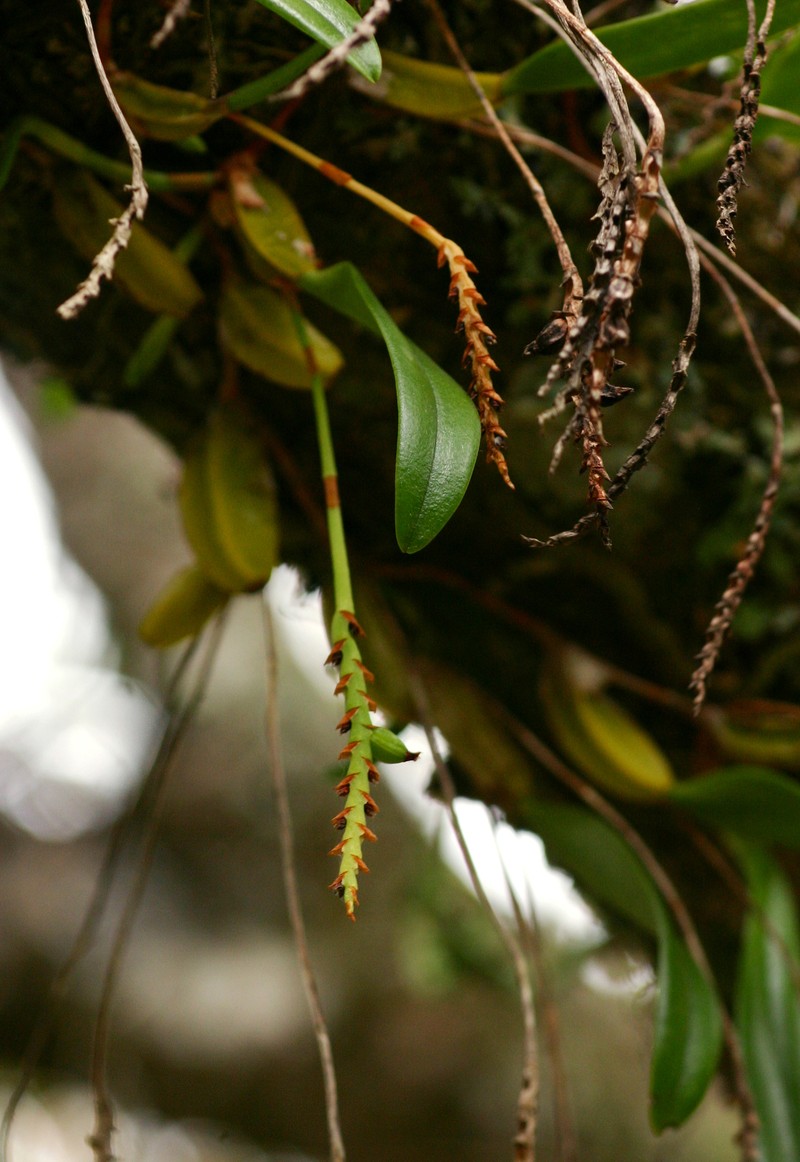Bulbophyllum unifoliatum subsp. infracarinatum photo 2