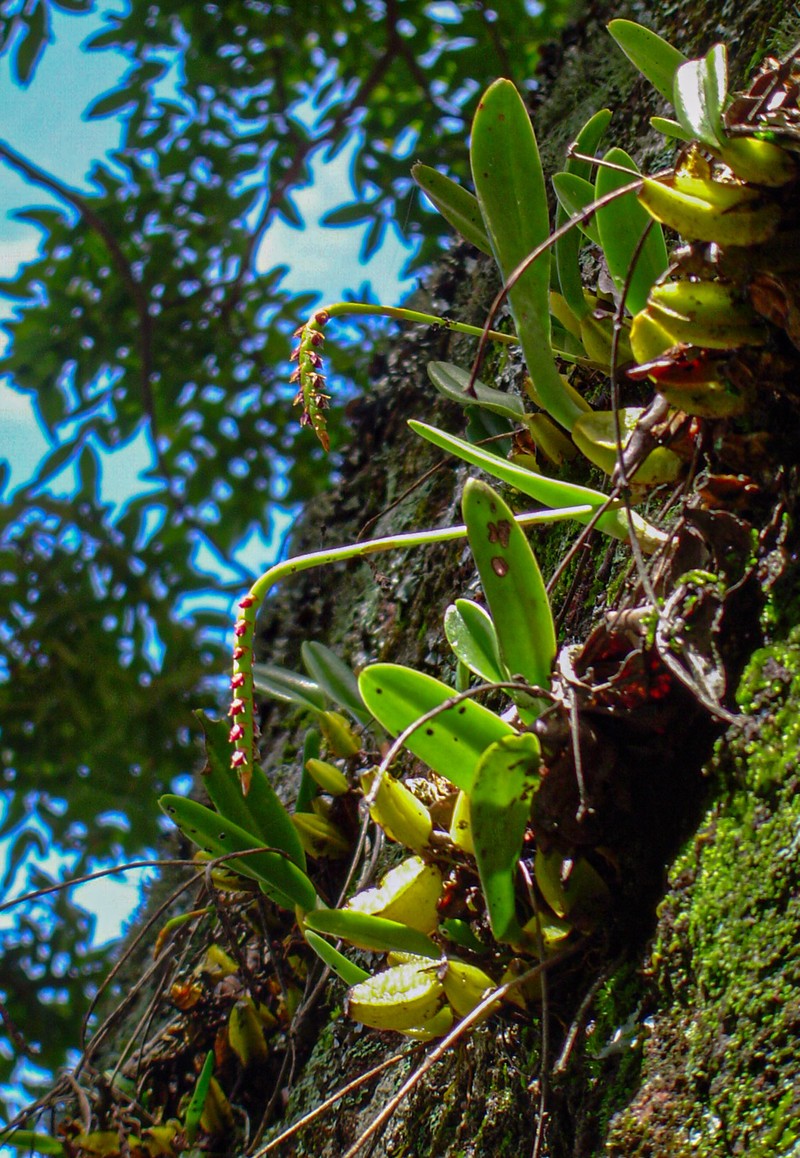 Bulbophyllum unifoliatum subsp. infracarinatum photo 3