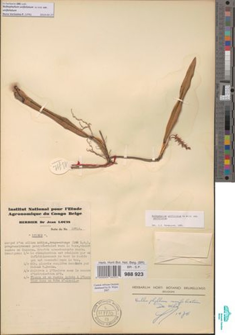 Bulbophyllum unifoliatum subsp. unifoliatum photo 2