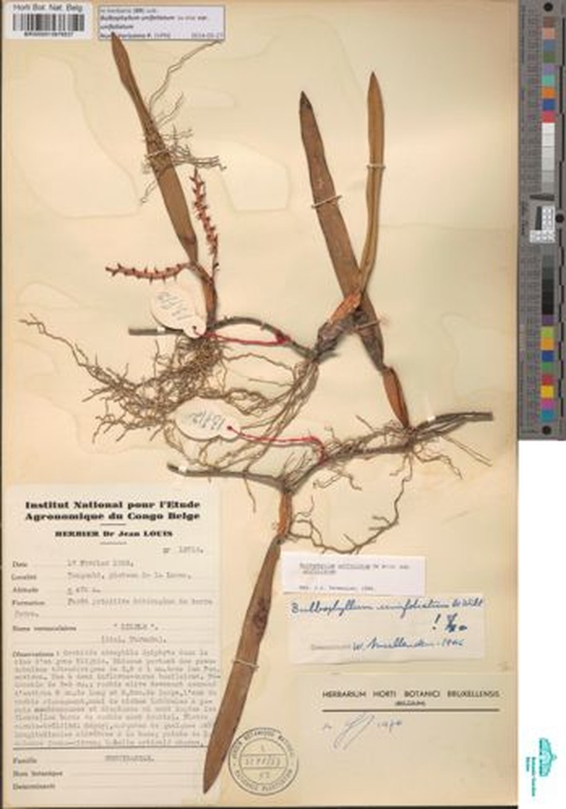 Bulbophyllum unifoliatum subsp. unifoliatum photo 3