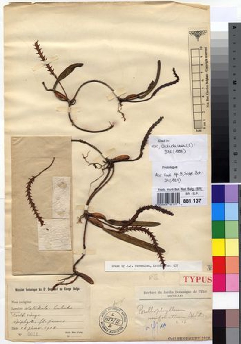 Bulbophyllum unifoliatum subsp. unifoliatum photo 4