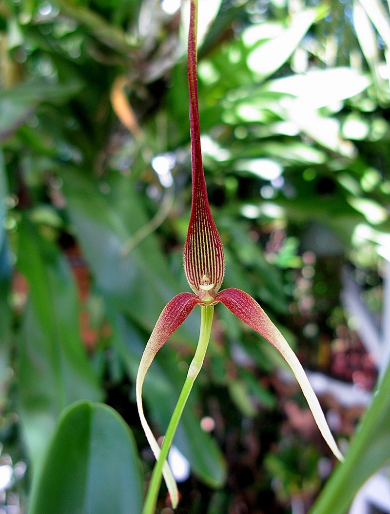 Bulbophyllum unitubum