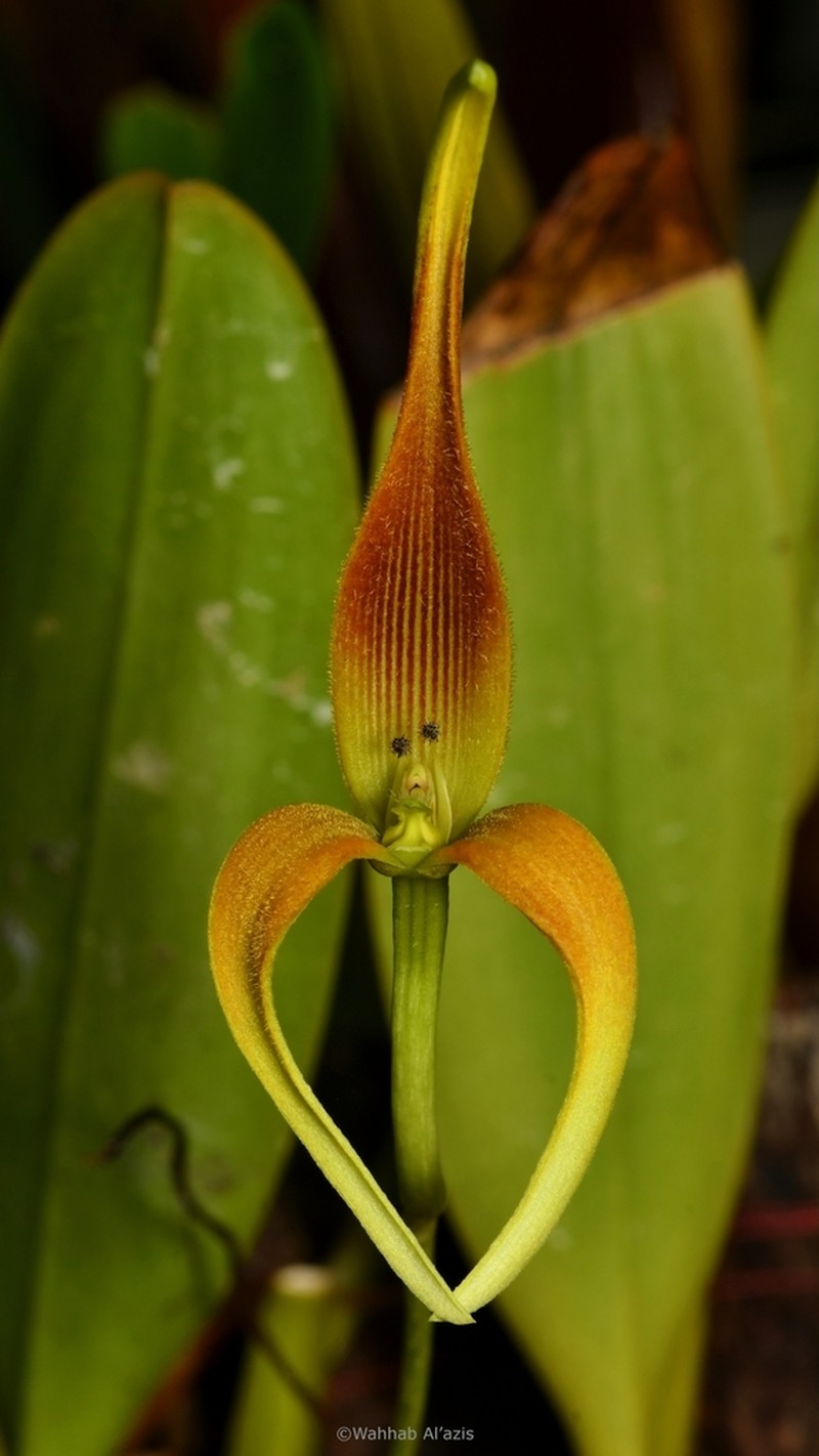 Bulbophyllum unitubum photo 2