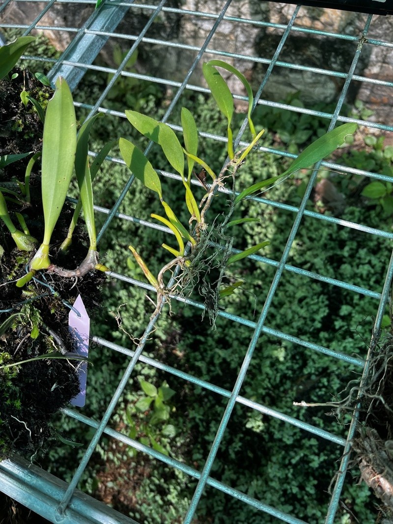 Bulbophyllum unitubum photo 3