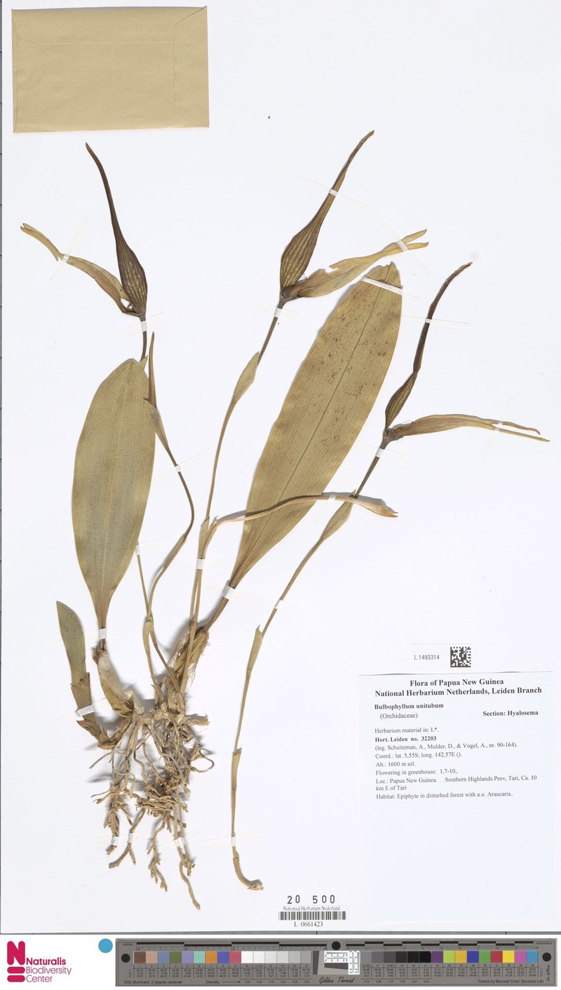 Bulbophyllum unitubum photo 4