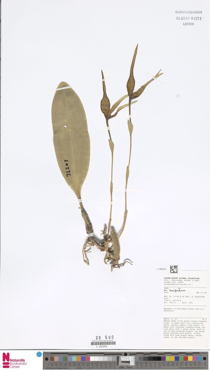 Bulbophyllum unitubum photo 5
