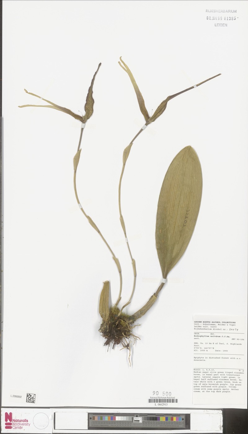 Bulbophyllum unitubum photo 6