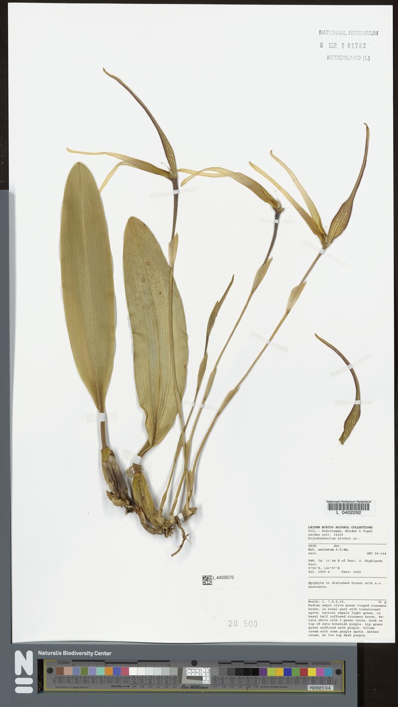 Bulbophyllum unitubum photo 7