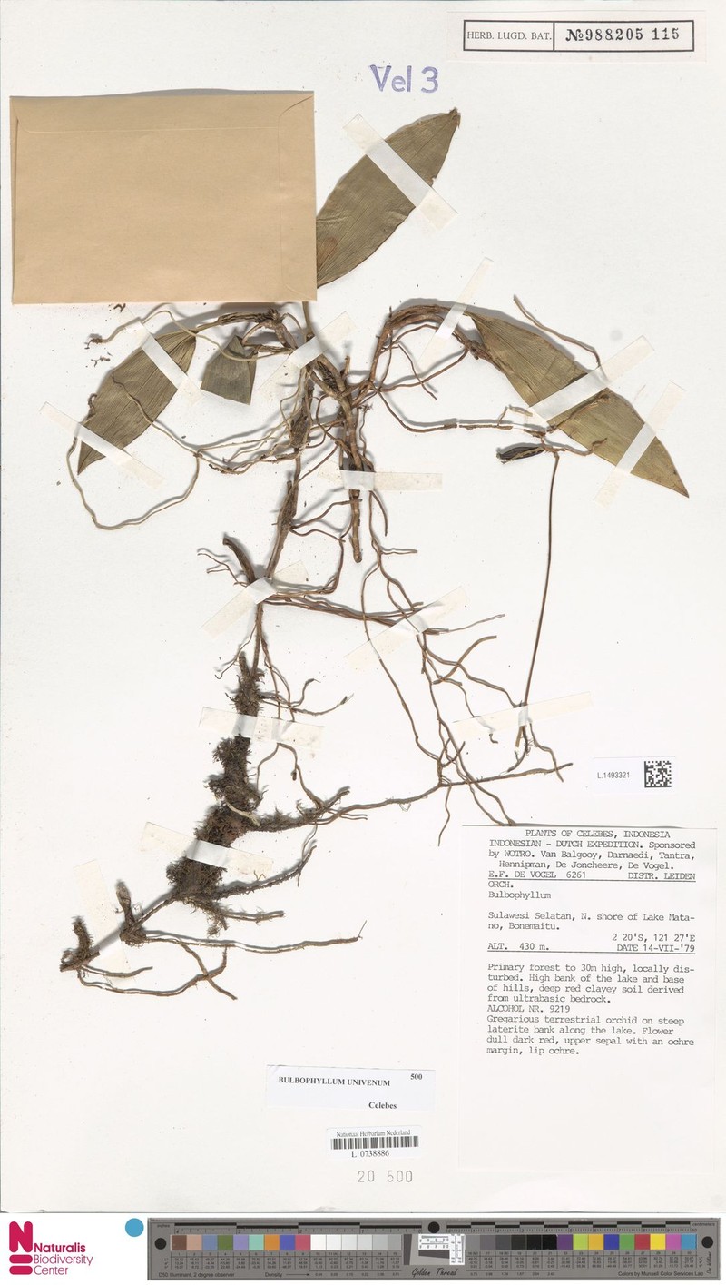 Bulbophyllum univenum