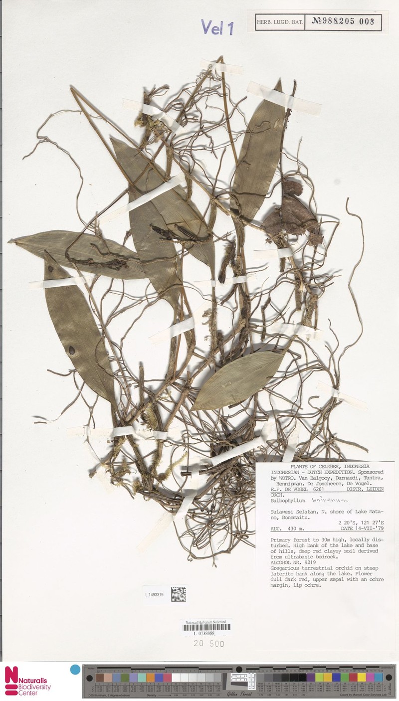 Bulbophyllum univenum photo 2