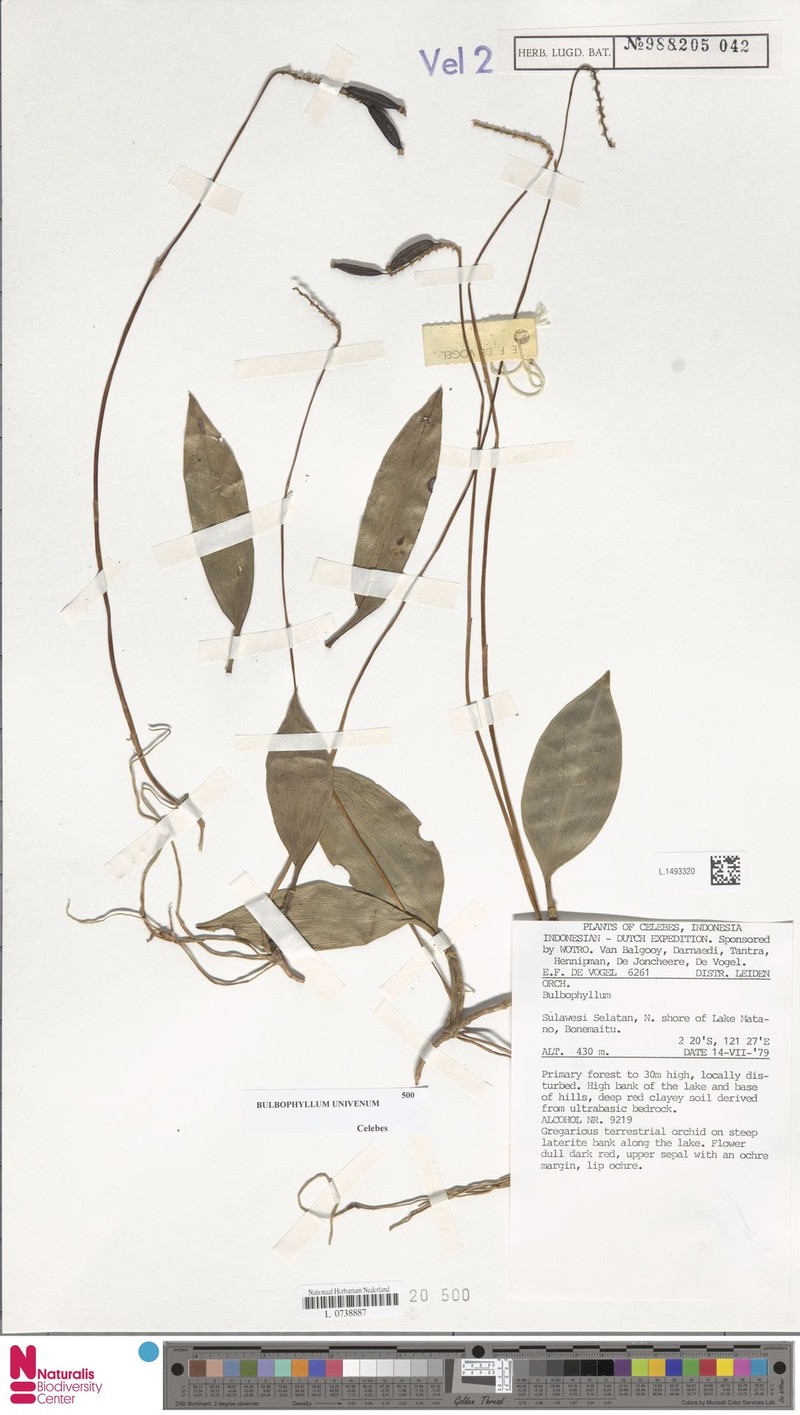 Bulbophyllum univenum photo 3