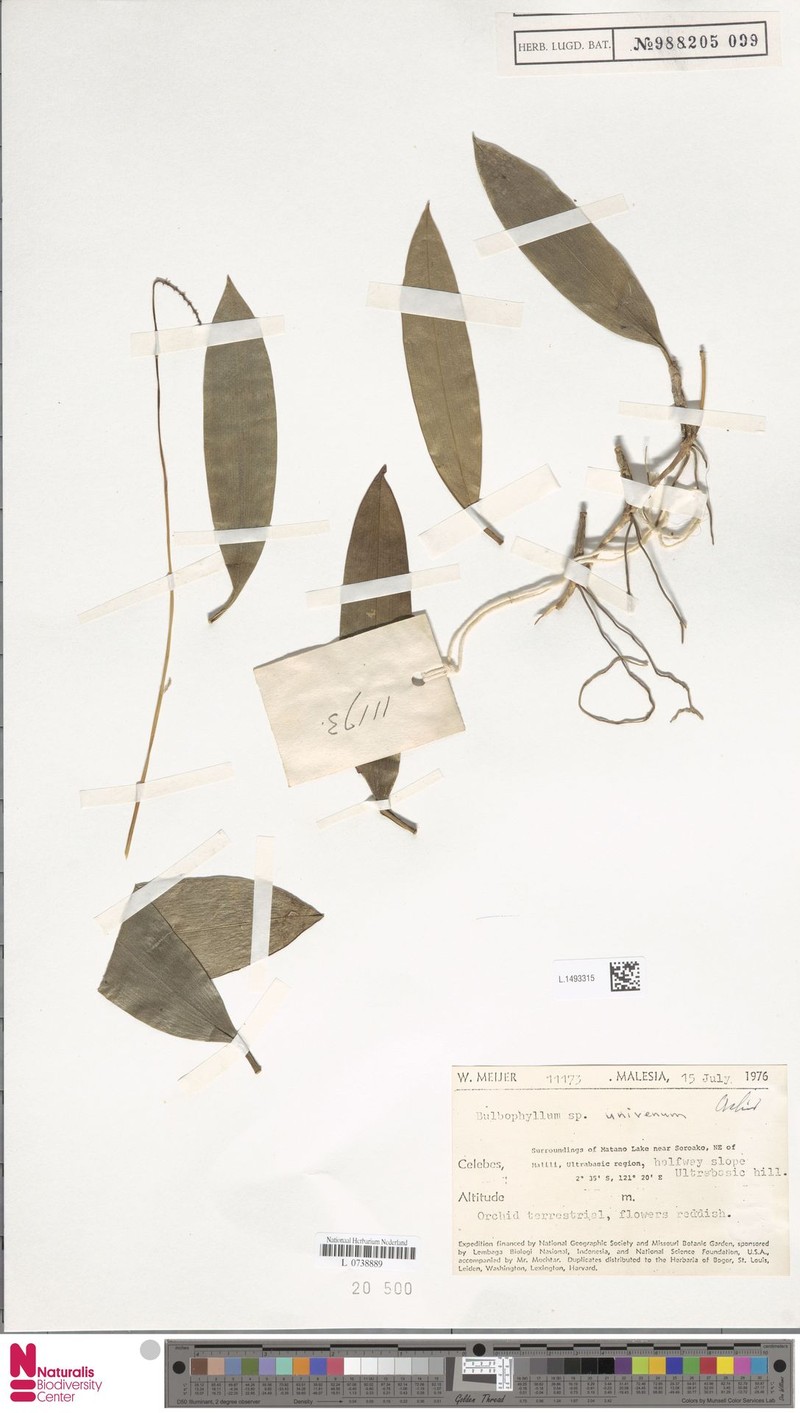Bulbophyllum univenum photo 4