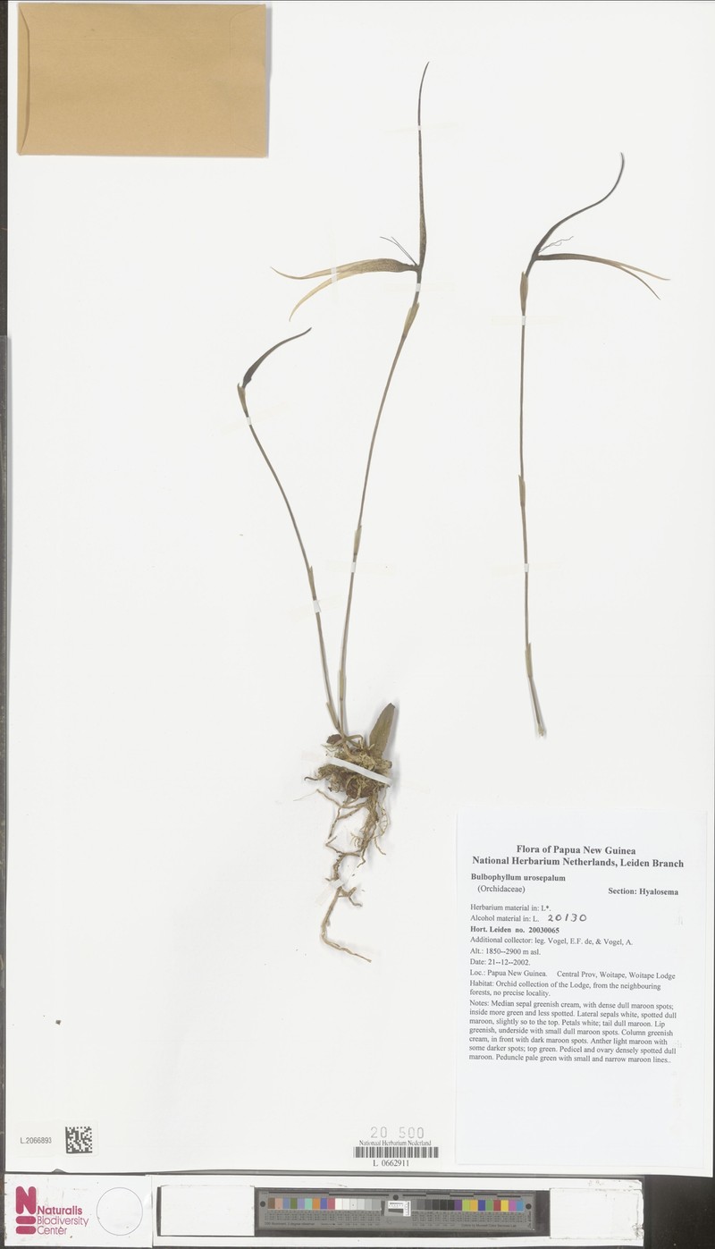 Bulbophyllum urosepalum