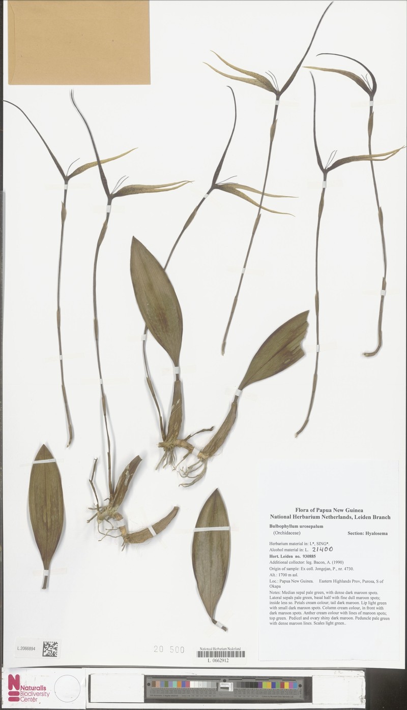 Bulbophyllum urosepalum photo 2