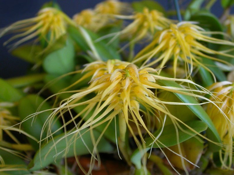 Bulbophyllum vaginatum