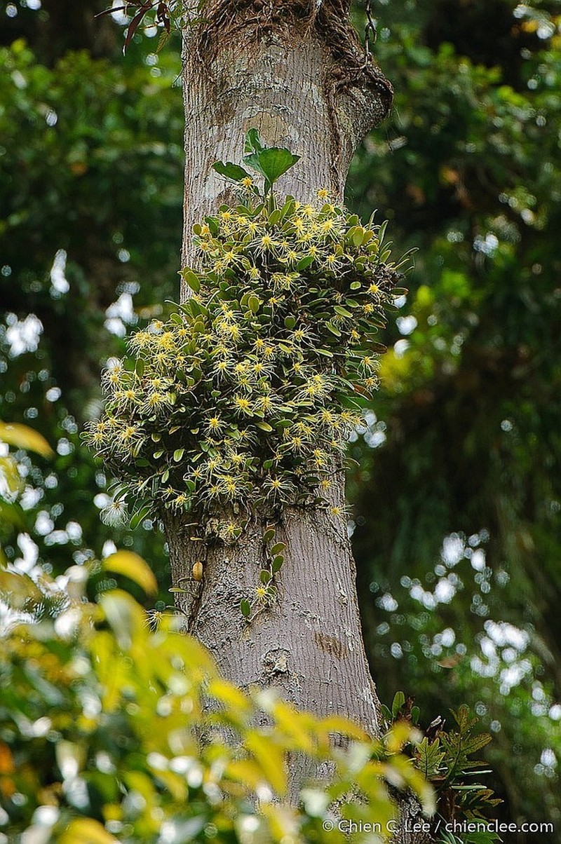 Bulbophyllum vaginatum photo 2