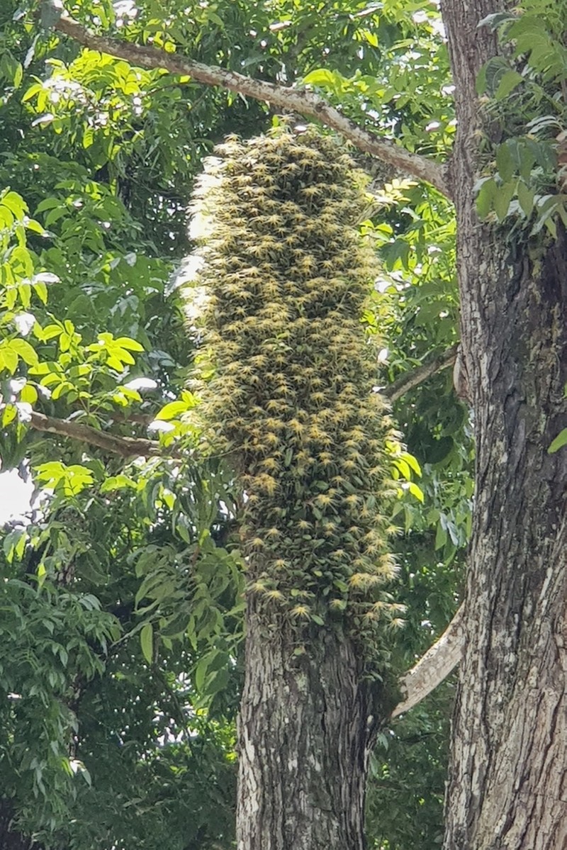 Bulbophyllum vaginatum photo 3